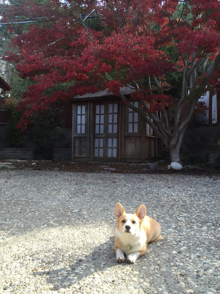 my awesome backyard where I like to play